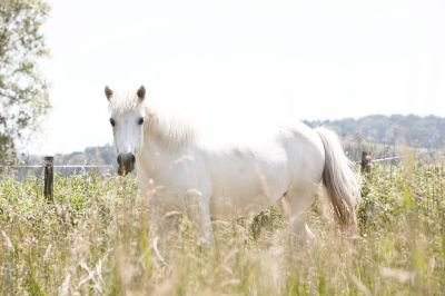 Islandpferd beim Training am Islandpferdehof Desput Bad Loipersdorf